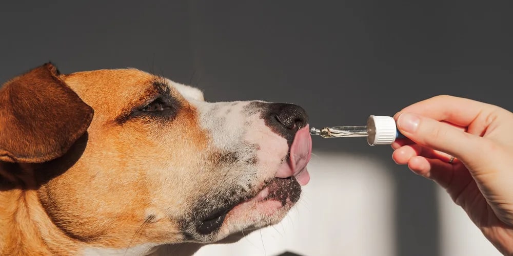 Finding the Perfect CBD Oil Dose for Your Dog: A Step-by-Step Guide