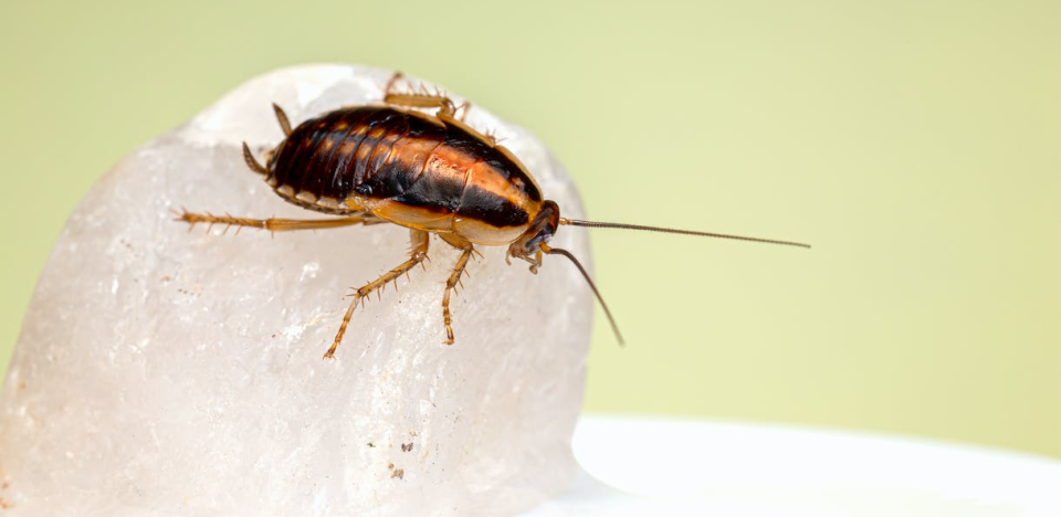 Benefits of Using Cockroach Pest Control Products in Your Home