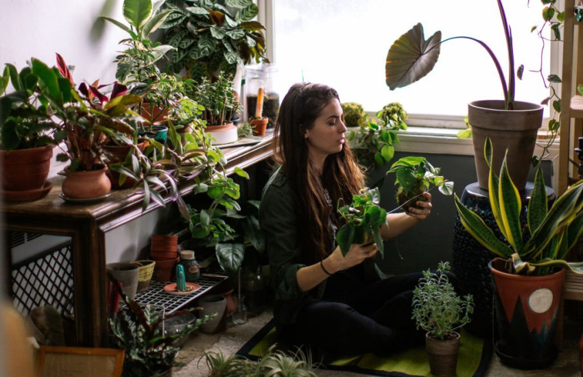 Where Elegance Meets Green: Buy Indoor Plants Online