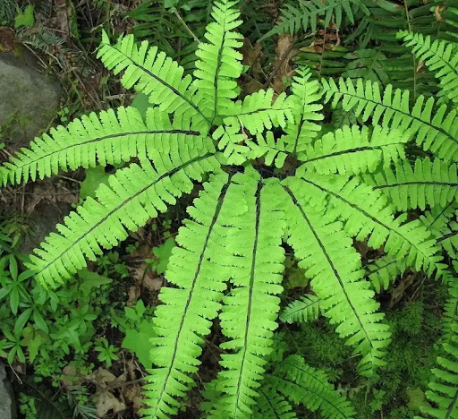 Live Plants For Sale Online: The Secret To A Greener Home
