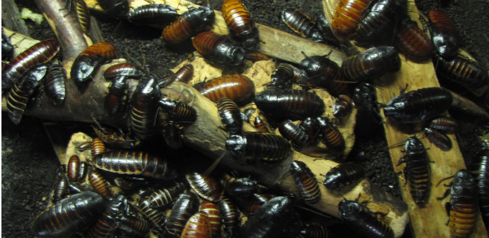 7 Myths About Buying Dubia Roaches Online You Should Know 7 Myths About Buying Dubia Roaches Online You Should Know