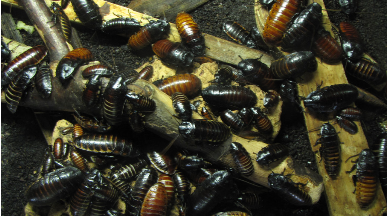 7 Myths About Buying Dubia Roaches Online You Should Know