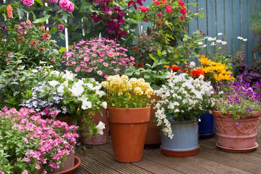 What’s Spring Without Flowering Plants (You Can Buy Online)?