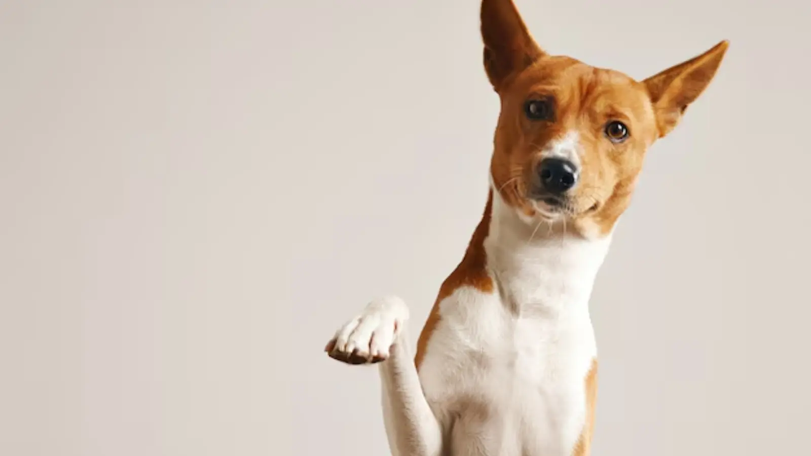 10 Signs Your Pet Might Need a Neurologist in Maryland