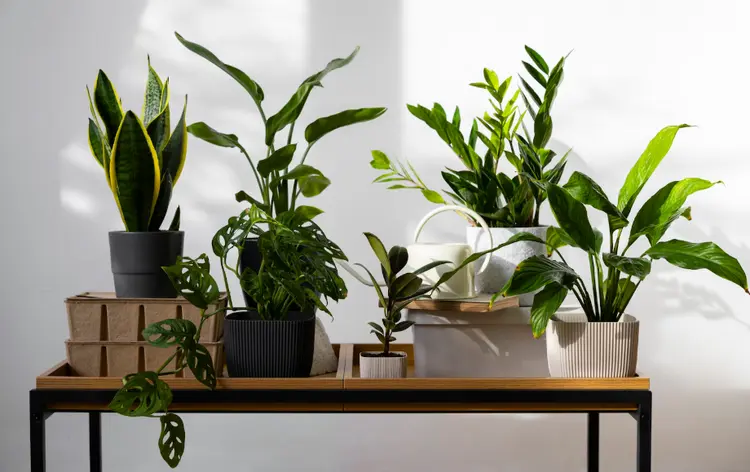 Decorate Your Office Cubicles With the Best Indoor Plants Available Online