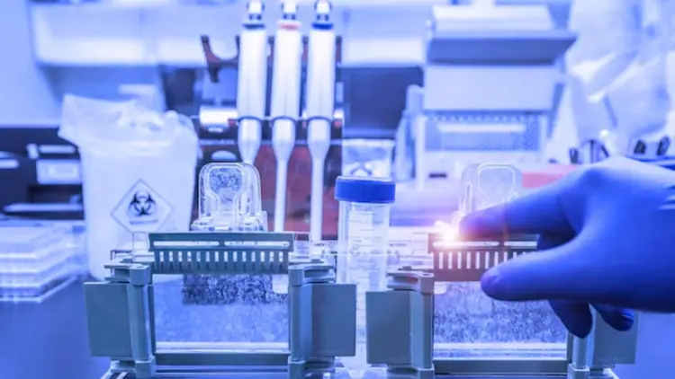How Phospho Antibodies Identify Activated Protein States In Western Blot?