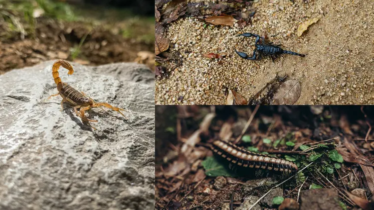 Are Edible Arachnids Safe To Eat? Let’s Set The Record Straight