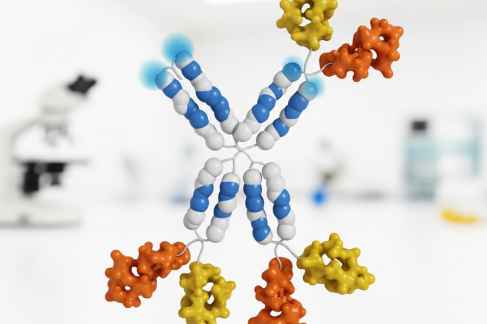 How CALB2 Polyclonal Antibody Aids in Epilepsy Research?