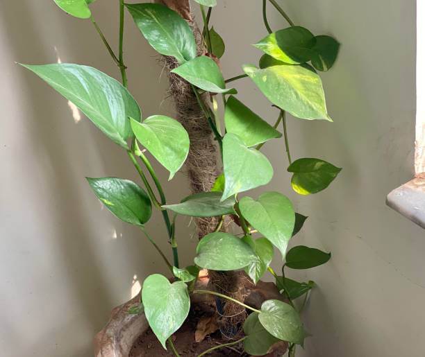 Style Your Home With These Perfect Indoor Plants