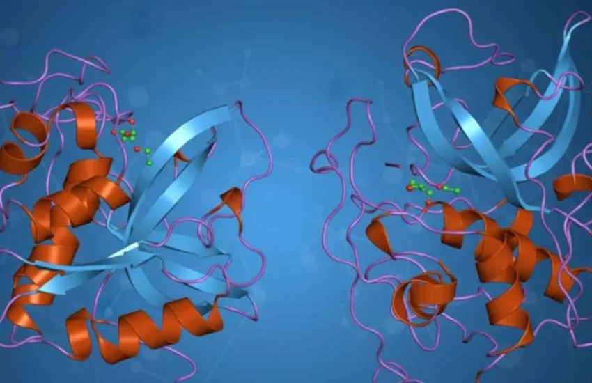 How Cathepsin B (CTSB) Impacts Neurodegenerative Disease Research
