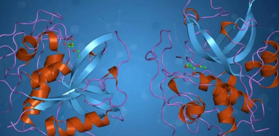 How Cathepsin B (CTSB) Impacts Neurodegenerative Disease Research