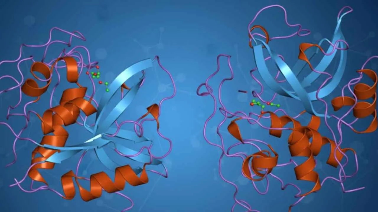 How Cathepsin B (CTSB) Impacts Neurodegenerative Disease Research