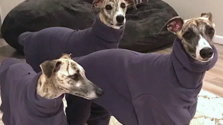 Why the Right Fit Makes All the Difference for Your Whippet—In Every Season