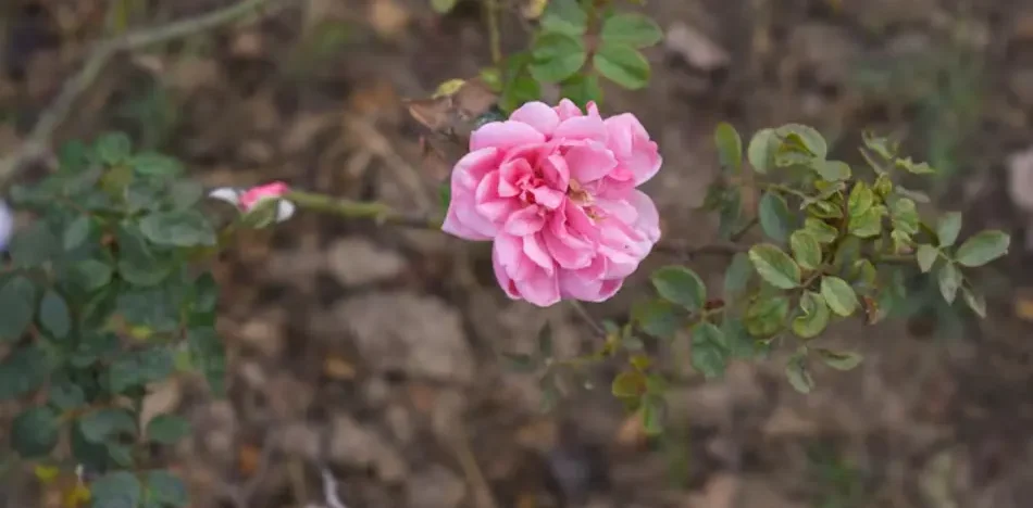 Why Is The Mose Rose Plant A Smart Choice For Hot Indian Summers?