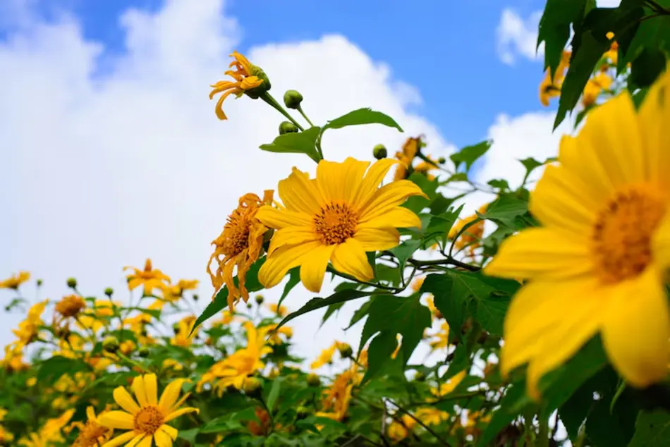 Summer Plants in India
